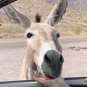 Meet your Posher, Patricia